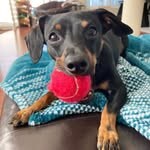 hank_the_chiweenie profile picture