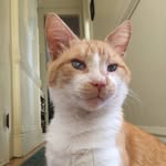 hank_the_deaf_and_blind_cat profile picture