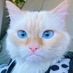 hankthegirlkitty profile picture