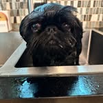 hankthegriffon profile picture