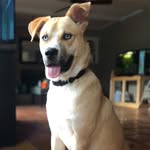 hankthehellion profile picture