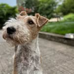 hansithewft profile picture