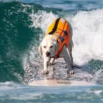 haoleboysurfs profile picture