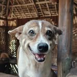 happyanimalsclub profile picture