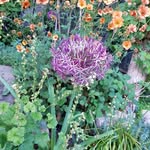 happygardenwarrior profile picture