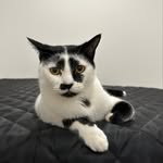 happypandacat profile picture