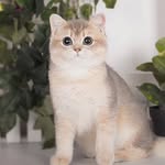happysfamilee profile picture