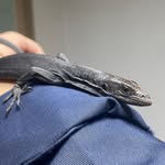 hapturo_saurus_ profile picture