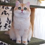 harleequeen.thebsh profile picture