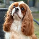 harleyofbarley profile picture