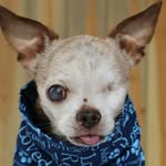 harleypuppymilldog profile picture