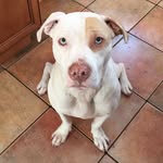 harleythelittlepittie profile picture