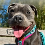harley_the_staffy_queen profile picture