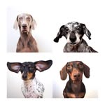 harlowandsage profile picture