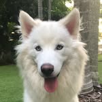 harlowehuskypup profile picture