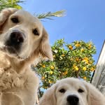 harlow_thegolden profile picture