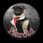 haroldpug_life profile picture