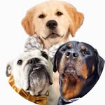 harposgoldenfamily profile picture