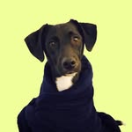 harrotaroro profile picture