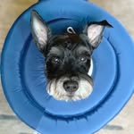 harrytheschnauzer profile picture