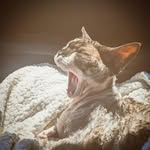 harto profile picture