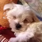 harvey.the.maltese profile picture