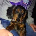 harveyandpenny profile picture