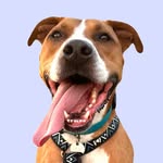 harveytherescue profile picture