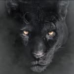 hasan_ali_officia_acc_is_hack profile picture