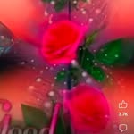 hasanmalek525 profile picture