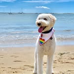 hasenpaws profile picture