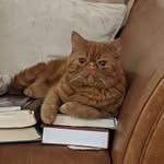 hashtaghumphree profile picture