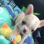 hashtag_the_dog profile picture