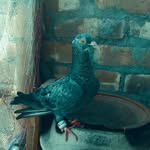 hasibulsk96096 profile picture