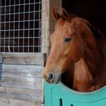 hastys.haven profile picture