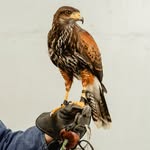 hawkonhand profile picture