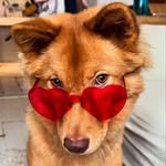 hazel_thesmilingmongrel profile picture