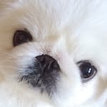 heanooni profile picture