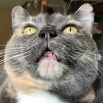heathersvegansweets profile picture