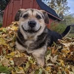heaven_is_a_dog profile picture