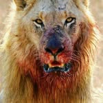 heavyhitterhp profile picture