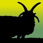hebrideansheepsociety profile picture