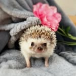 hedgehog_azuki profile picture