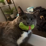 hehashispickle profile picture