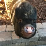 heidi.notsominipig profile picture