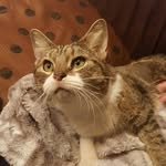 helix.cat profile picture