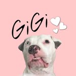 hellapittie profile picture