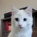helloapollocat profile picture
