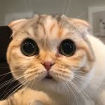 hello_luna_rose profile picture