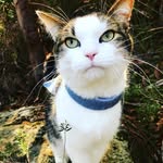 hellopistachio profile picture